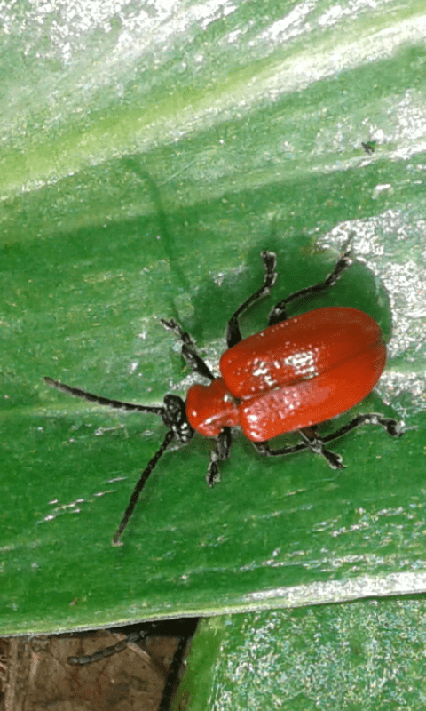 Chrysomelidae : Lilioceris lilii